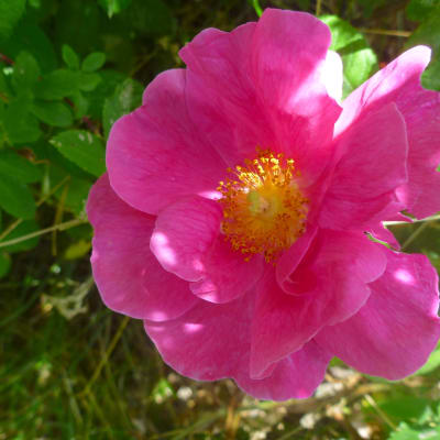 ‘Officinalis’ Apothecary’s Rose