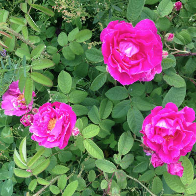 ‘Officinalis’ Apothecary’s Rose