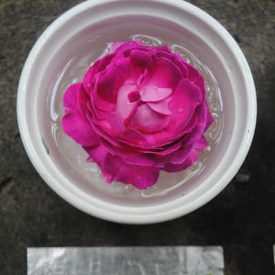 ‘Belle de Crecy’