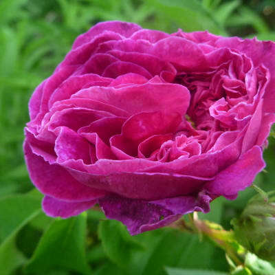 ‘Charles de Mills’