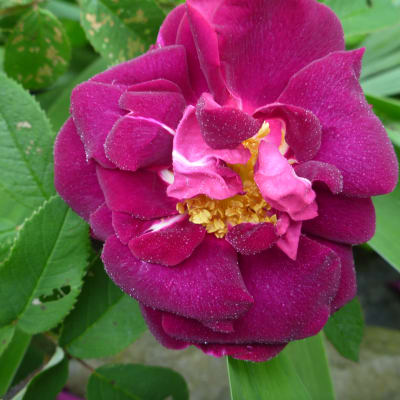 ‘Tuscany’