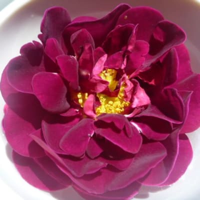 ‘Tuscany’