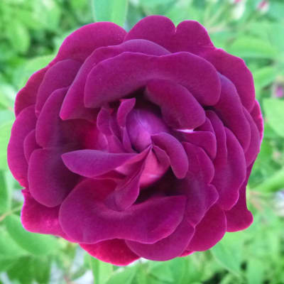 ‘Tuscany’