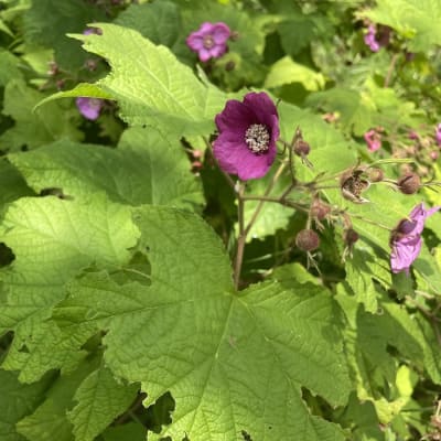 Flowering Raspberry