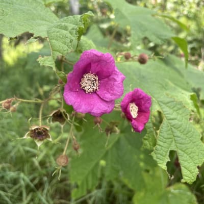 Flowering Raspberry