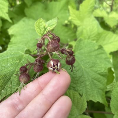 Flowering Raspberry