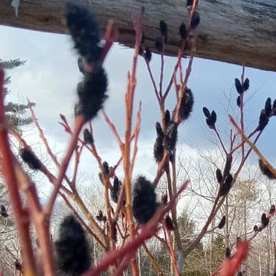 Black Pussy Willow
