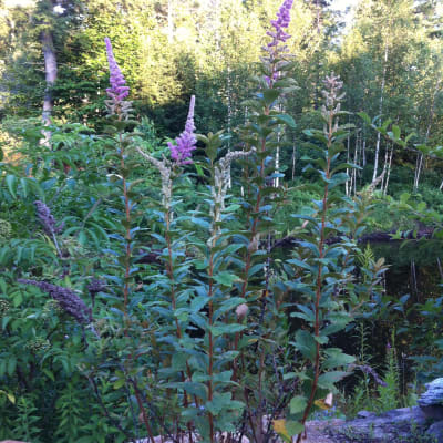 Steeplebush