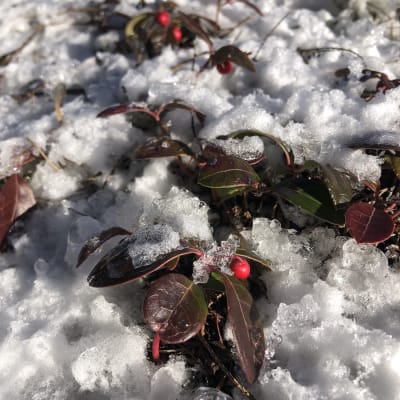 Wintergreen
