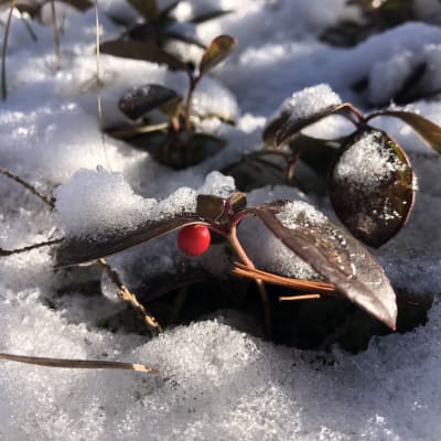 Wintergreen
