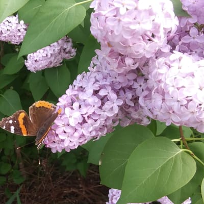 Common Purple Lilac thumbnail #2