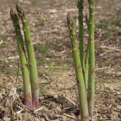 ‘Mary Washington’