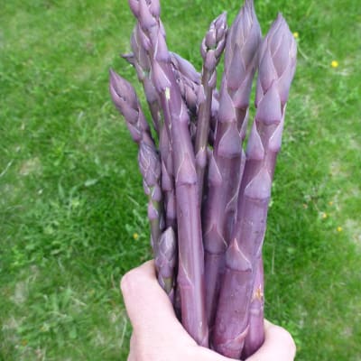 ‘Purple Passion’