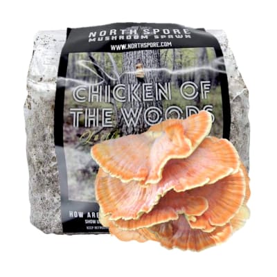 Chicken of the Woods