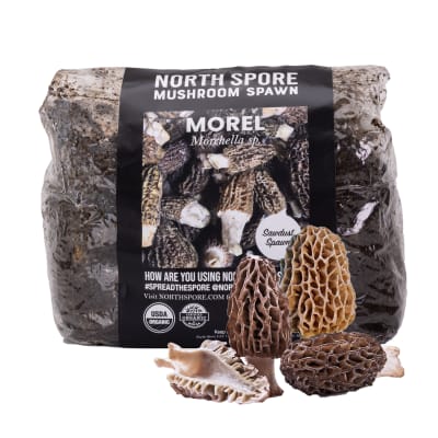 Morel