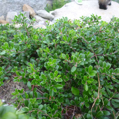 Bearberry thumbnail #2
