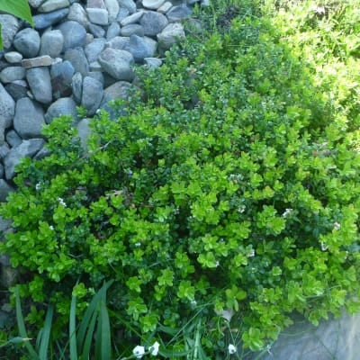 Bearberry thumbnail #3