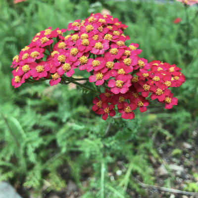 ‘Paprika’
