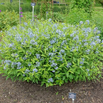 Willow-leaf Bluestar