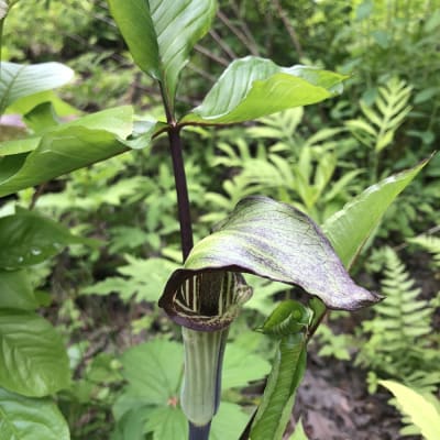 Jack-in-the-Pulpit
