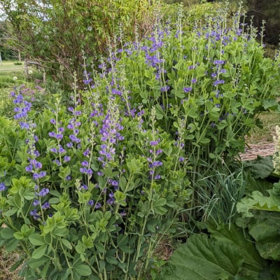 Blue False Indigo