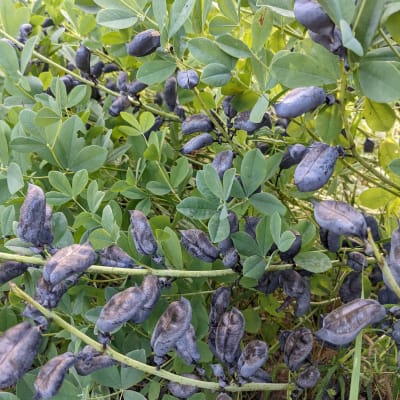 Blue False Indigo