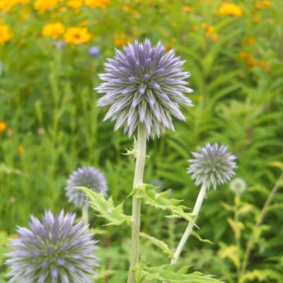 Blue Globe Thistle