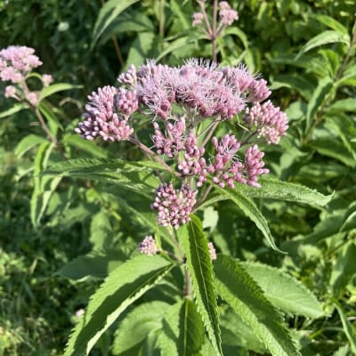 Spotted Joe Pye Weed