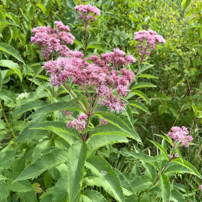 Spotted Joe Pye Weed