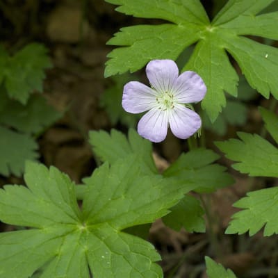 Spotted Cranesbill