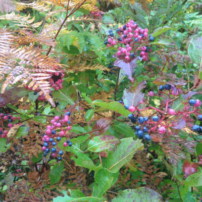Northern Wild Raisin thumbnail #2