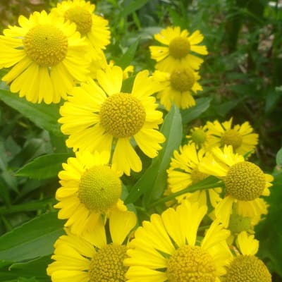Gold Sneezeweed