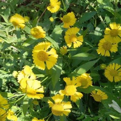 Gold Sneezeweed