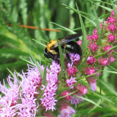 Prairie Blazing Star