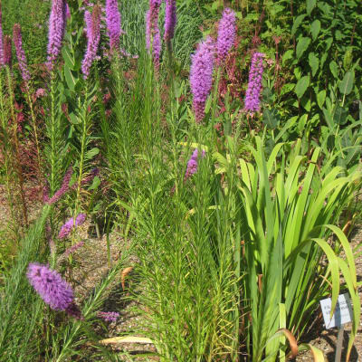 Prairie Blazing Star