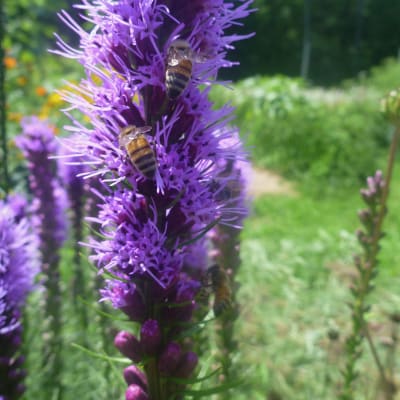 Purple Blazing Star
