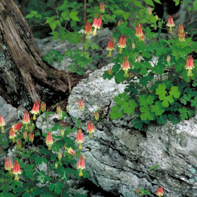 Wild Columbine thumbnail #1