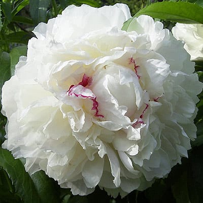 ‘Festiva Maxima’
