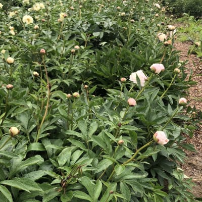 ‘Festiva Maxima’