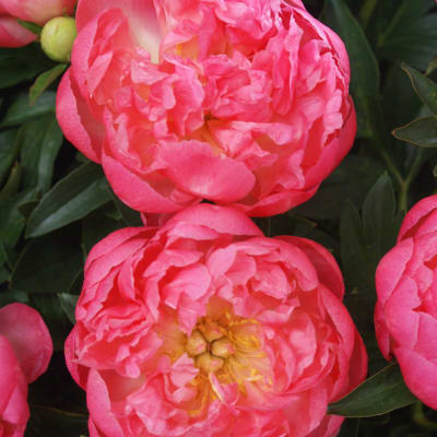 ‘Pink Hawaiian Coral’