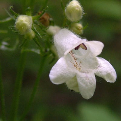 Foxglove Beardtongue