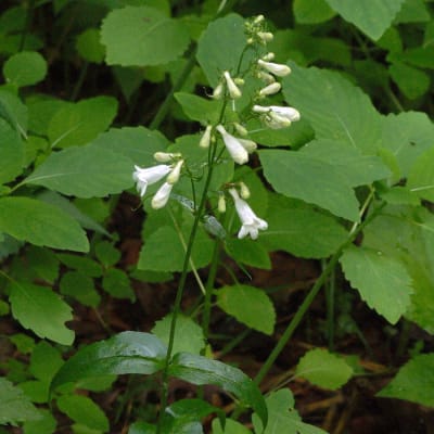 Foxglove Beardtongue
