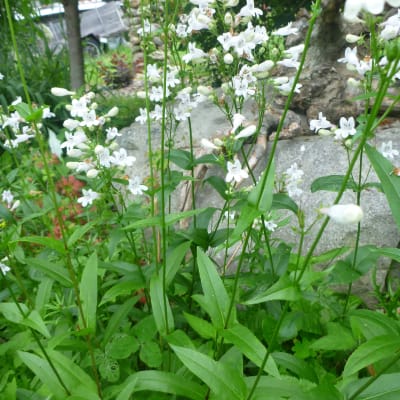Foxglove Beardtongue