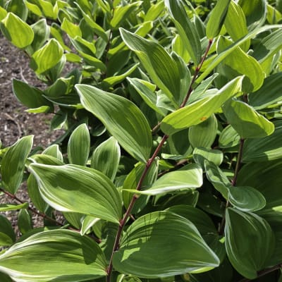 Variegated Solomon’s Seal