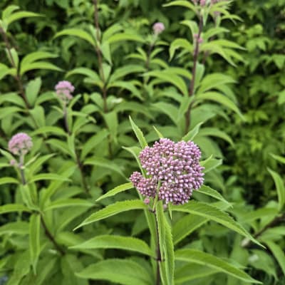 Spotted Joe Pye Weed thumbnail #1