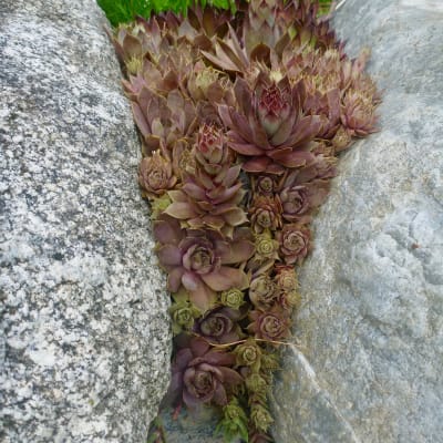 Hens and Chicks Mix