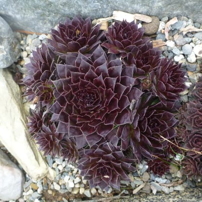 Hens and Chicks Mix