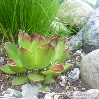 Hens and Chicks Mix