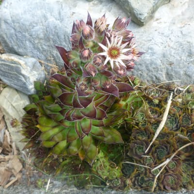 Hens and Chicks Mix