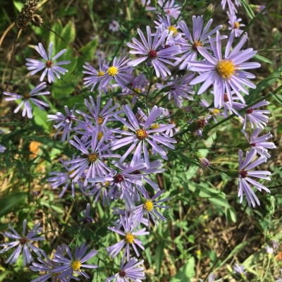 Smooth Blue Aster